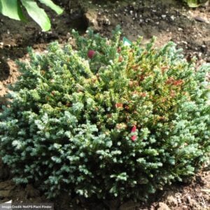 Falsecypress – Sawara Blue Moon – #2 Container