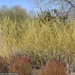 Dogwood – Arctic Fire Yellow Twig – #3 Container
