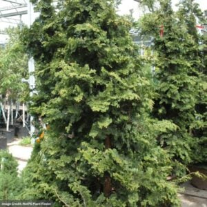 Falsecypress – Hinoki Wells Special – #3 Container