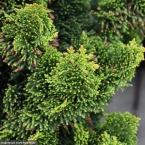 Falsecypress – Hinoki Thoweil – #2 Container