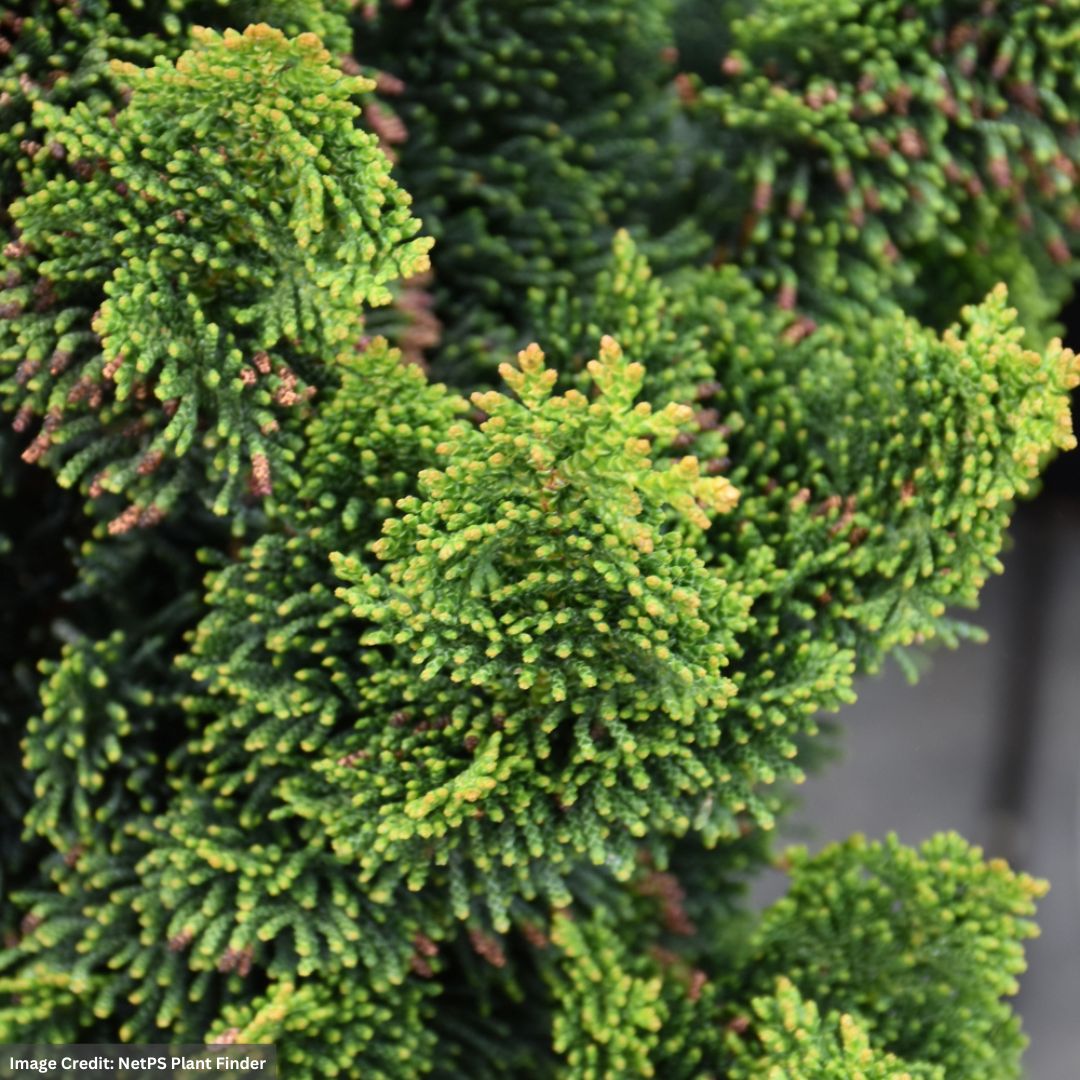 Falsecypress – Hinoki Thoweil – #2 Container