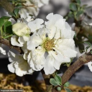 Quince – Flowering Double Take Eternal White® – #2 Container