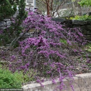 Redbud – Ruby Falls – #3 Container