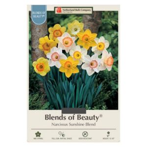 Narcissus Large Cupped - Sunshine Mix - 14 Bulb Pack