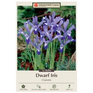 Iris Reticulata (Dwarf Iris) - Clairette - 12 Bulb Pack