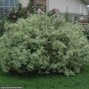 Dogwood – Ivory Halo – #2 Container