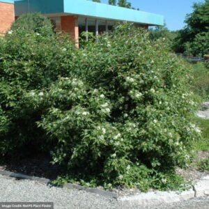 Dogwood – Gray – #3 Container