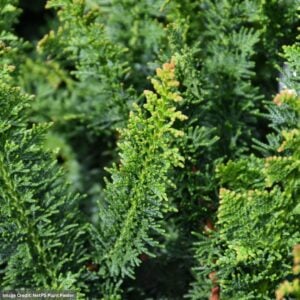 Falsecypress – Hinoki Fernleaf Compact – #3 Container