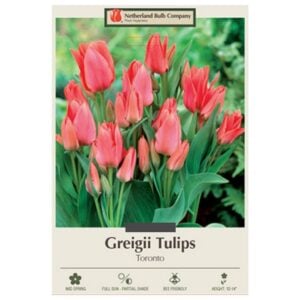 Tulip Greigii - Toronto - 7 Bulb Pack