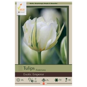 Tulip Fosterinana - Exotic Emperor - 7 Bulb Pack