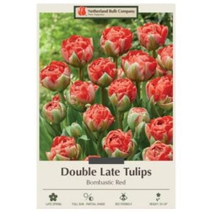 Tulip Double Early - Bombastic Red - 7 Bulb Pack