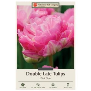 Tulip Double Late - Pink Size - 7 Bulb Pack