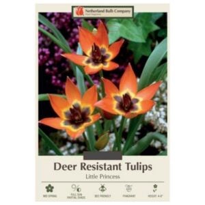 Tulip Specialty - Little Princess - 15 Bulb Pack