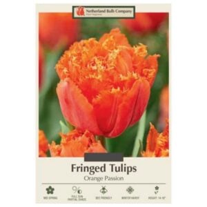Tulip Fringed - Orange Passion - 7 Bulb Pack