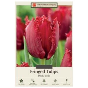 Tulip Fringed - Philly Belle - 7 Bulb Pack