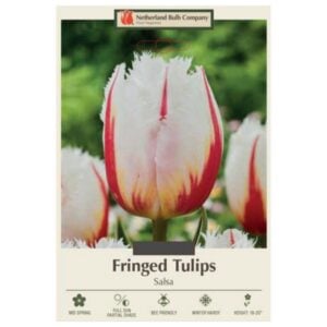 Tulip Fringed - Salsa - 7 Bulb Pack