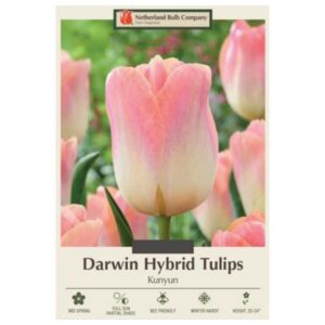 Tulip Darwin Hybrid - Jade Maiden - 7 Bulb Pack