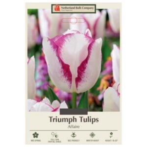 Tulip Triumph - Affaire - 7 Bulb Pack