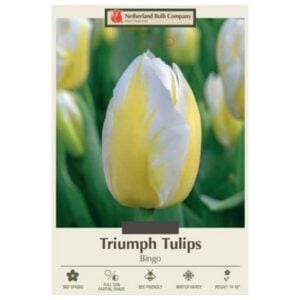 Tulip Triumph - Bingo - 7 Bulb Pack