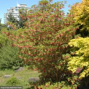 Enkianthus – Redvein – #2 Container