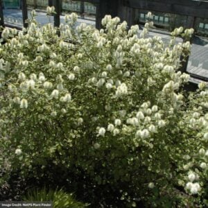 Fothergilla – Mount Airy – #2 Container