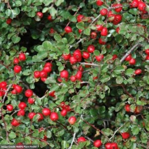 Cotoneaster – Cranberry – #2 Container