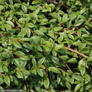 Cotoneaster – Willowleaf Spreading – #2 Container