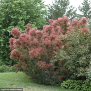Smokebush – Royal Purple – #3 Container