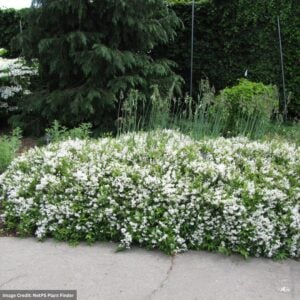 Deutzia – Dwarf Nikko – #3 Container