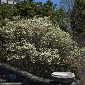 Dwarf Fothergilla – #2 Container