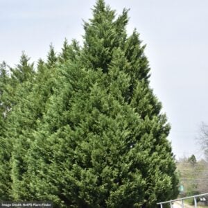 Cypress – Leyland – #3 Container