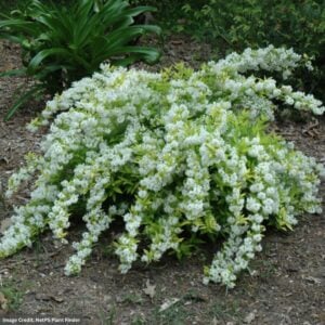 Deutzia – Chardonnay Pearls® – #2 Container
