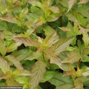 Bush Honeysuckle – Copper – #2 Container