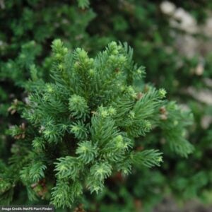 Cedar – Japanese Black Dragon – #3 Container
