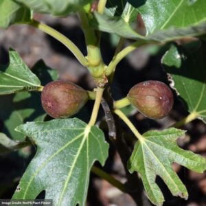 Dwarf Fig – Little Miss Figgy – #3 Container