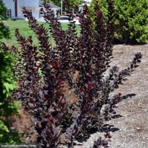 Smokebush – Winecraft Black® – #3 Container