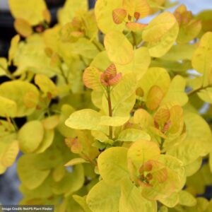 Smokebush – Winecraft Gold® – #3 Container