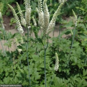 Bugbane (Actaea Racemosa) – #1 Container