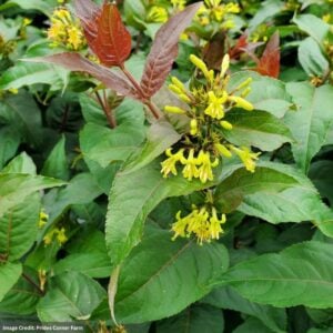 Bush Honeysuckle – Ru-Bee Wren™ – #3 Container