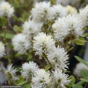 Fothergilla – Legend Of Small – #2 Container