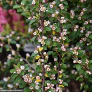 Cotoneaster – Autumn Inferno® – #3 Container