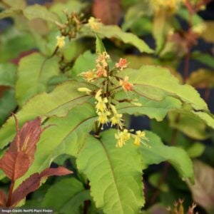 Bush Honeysuckle – Kodiak Fresh® – #3 Container