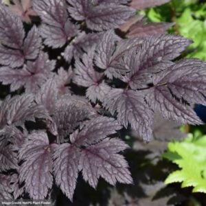 Bugbane (Actaea) – Pink Spike – #1 Container