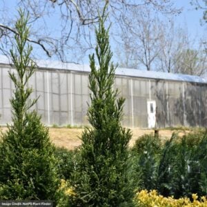 Cedar – Japanese Radicans – #3 Container