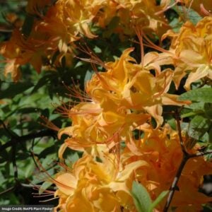 Azalea – Flame – #2 Container