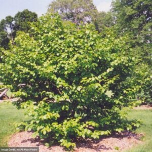 Witch Hazel – Common – #2 Container