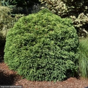 Cedar – Japanese Dwarf Globe – #2 Container
