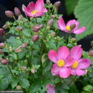Anemone – Fantasy™ Red Riding Hood – #1 Container