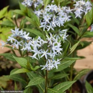 Blue Star (Amsonia) – Starstruck – #1 Container