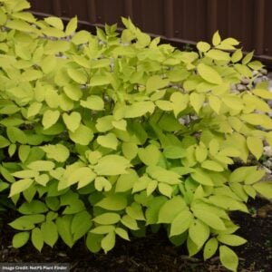 Aralia – Sun King – #1 Container